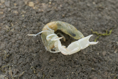 Biffarius limosus