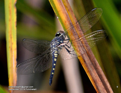 Brachydiplax sobrina