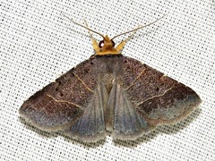 Plecoptera melalepis