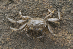 Southern Sentinel Crab