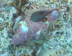 Fasciolariidae