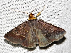 Plecoptera melalepis