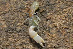 Biffarius limosus