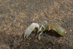 Biffarius limosus