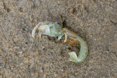 Biffarius limosus