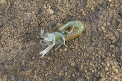Biffarius limosus
