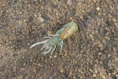 Biffarius limosus