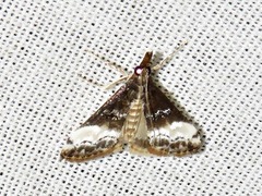 Autocharis sinualis