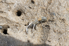 Biffarius limosus