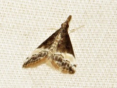 Autocharis sinualis