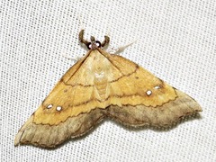 Disticta atava