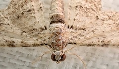 Sigilliclystis insigillata