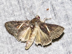 Vittaplusia vittata