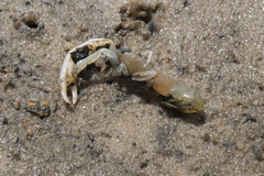 Biffarius limosus