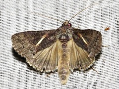 Vittaplusia vittata