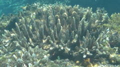 Acropora robusta