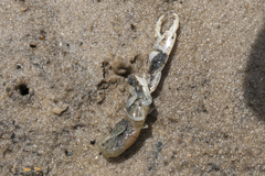 Biffarius limosus