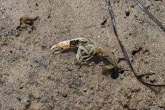 Biffarius limosus