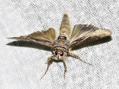 Vittaplusia vittata