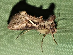 Vittaplusia vittata