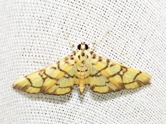 Pardomima