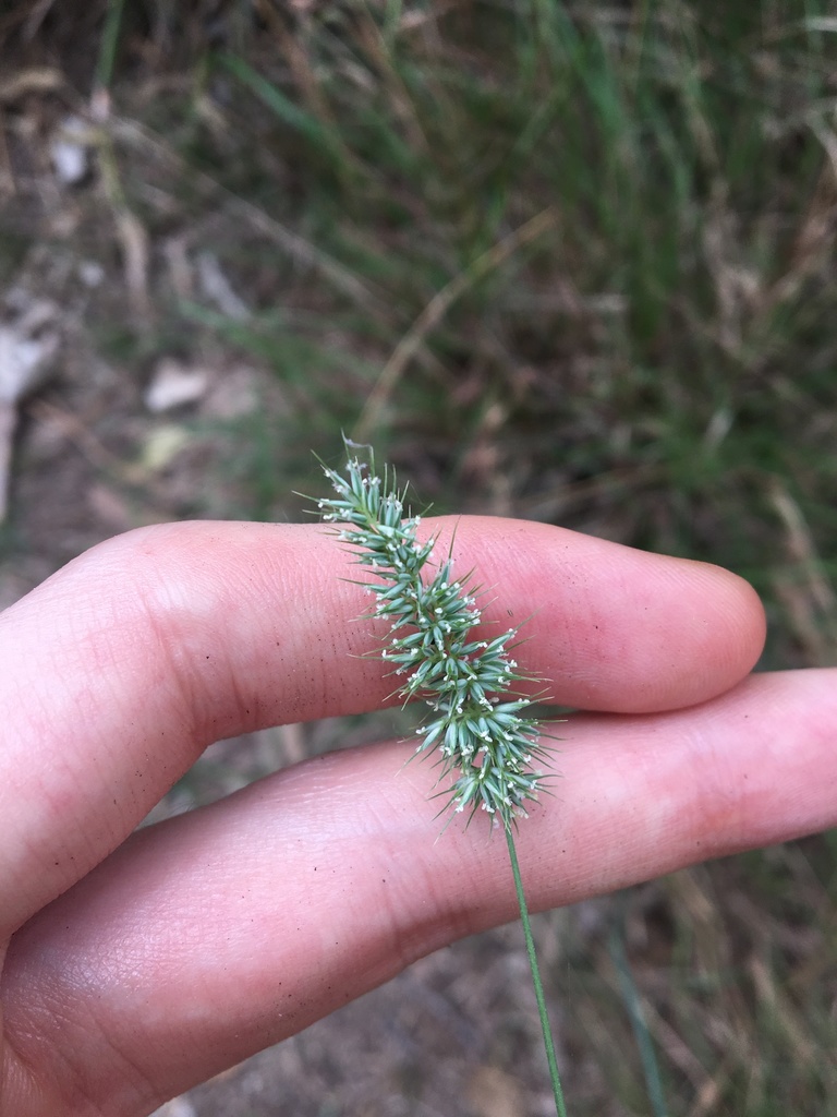 Echinopogon caespitosus - Inner West indigenous plant