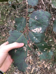 Eucalyptus amplifolia
