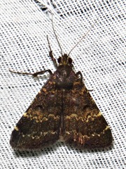 Hydrillodes uliginosalis