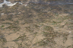 Zostera muelleri