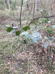 Eucalyptus amplifolia