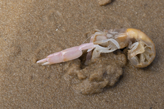 Trypaea australiensis