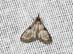 Rhynchopaschia melanolopha