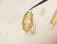 Caloneis amphisbaena