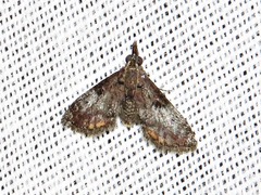 Rhynchopaschia melanolopha