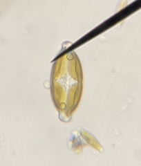 Caloneis amphisbaena