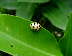 Harmonia eucharis
