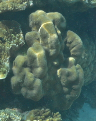 Leptoria phrygia