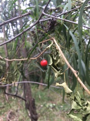 Solanum seaforthianum