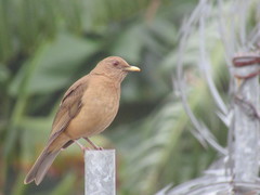 Clay-Colored Thrush photo 4