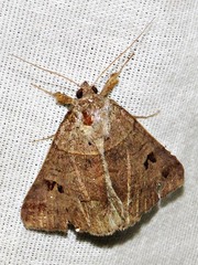 Mocis mutuaria