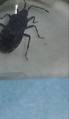 Vazquezitocoris