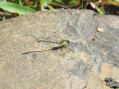 Hemigomphus