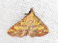 Cerynea thermesialis