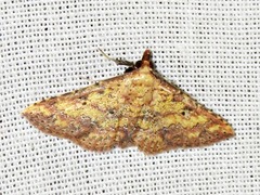 Cerynea thermesialis