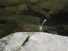 Hemigomphus