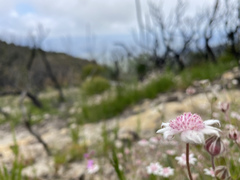 Actinotus forsythii