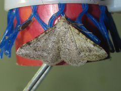 Frederickia disparcata