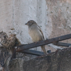 Passer domesticus