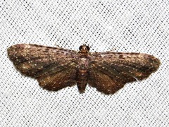 Horisme pallidimacula