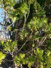 Calocedrus decurrens